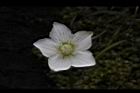 梅花草-花14.jpg