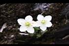 梅花草-雙花0.jpg
