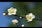 梅花-花0.jpg