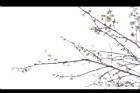 梅花01.JPG