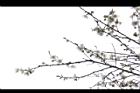 梅花02.JPG