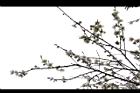 梅花03.JPG