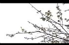梅花04.JPG