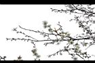 梅花05.JPG