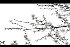 梅花06.JPG