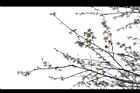 梅花07.JPG