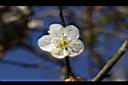 梅-花25.JPG