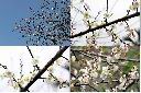 梅-花序-合.jpg