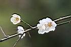 梅-花01.jpg