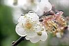 梅-花08.jpg