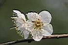 梅-花09.jpg