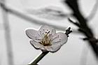 梅-花16.jpg