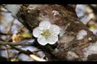 梅-花23.JPG