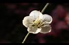 梅-花30.JPG