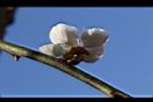 梅-花35.JPG
