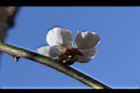 梅-花36.JPG