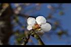 梅-花37.JPG