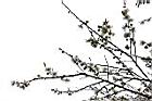 梅-花序02.jpg