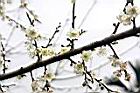 梅-花序04.jpg