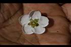 梅-花瓣16.JPG