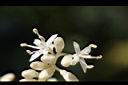 梜木-花17.JPG