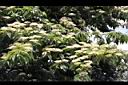 梜木-花序13.JPG