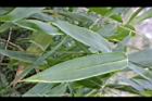 梨果竹-苗06.jpg