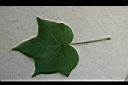 棉花-葉正.jpg