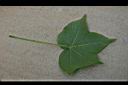 棉花-葉背0.jpg
