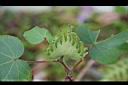 棉花-花萼0.jpg