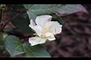 樹棉-花05.jpg