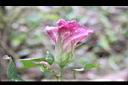 樹棉-花08.jpg