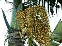 棍棒椰子-實3.JPG