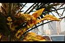 棕櫚-花05.JPG