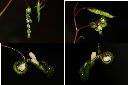 棣慕華鳳仙花-種子1.jpg