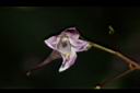 棣慕華鳳仙花-花61.JPG