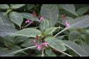 棣慕華鳳仙花18.JPG