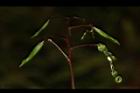 棣慕華鳳仙花-實13.JPG