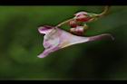 棣慕華鳳仙花-花蕊24.JPG