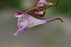 棣慕華鳳仙花-花蕊27.JPG