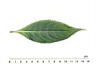 棣慕華鳳仙花-葉正01.JPG