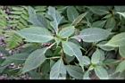 棣慕華鳳仙花33.JPG