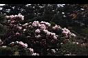 森氏杜鵑-花01.JPG