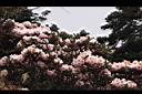 森氏杜鵑-花03.JPG