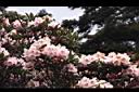 森氏杜鵑-花04.JPG