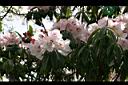 森氏杜鵑-花05.jpg