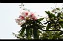 森氏杜鵑-花06.jpg