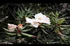 森氏杜鵑-花10.jpg