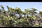 森氏杜鵑-花苞03.JPG