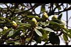森氏杜鵑-花苞11.JPG